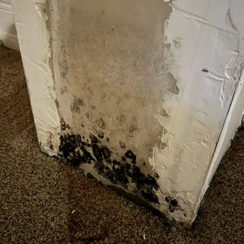 Professional Mold Removal in Channahon, IL
